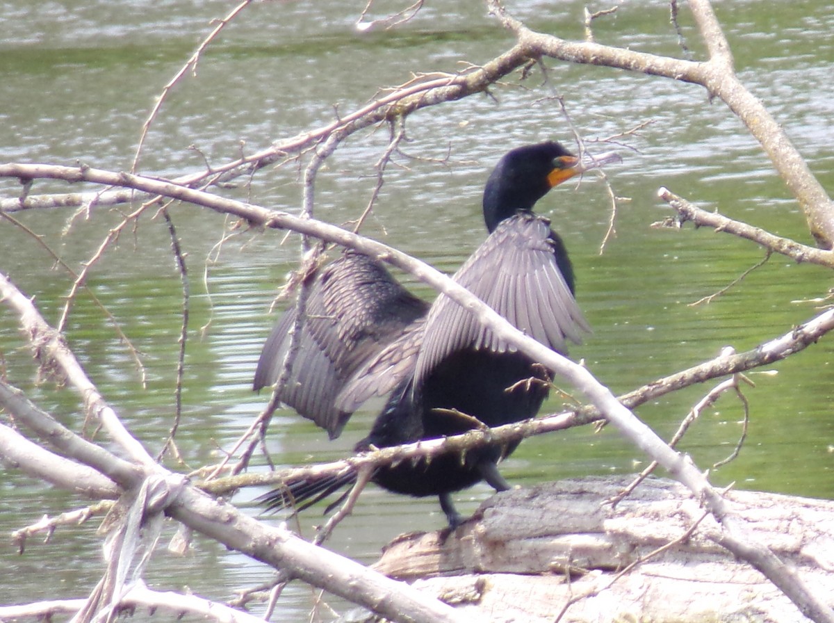 Double-crested Cormorant - ML573651161