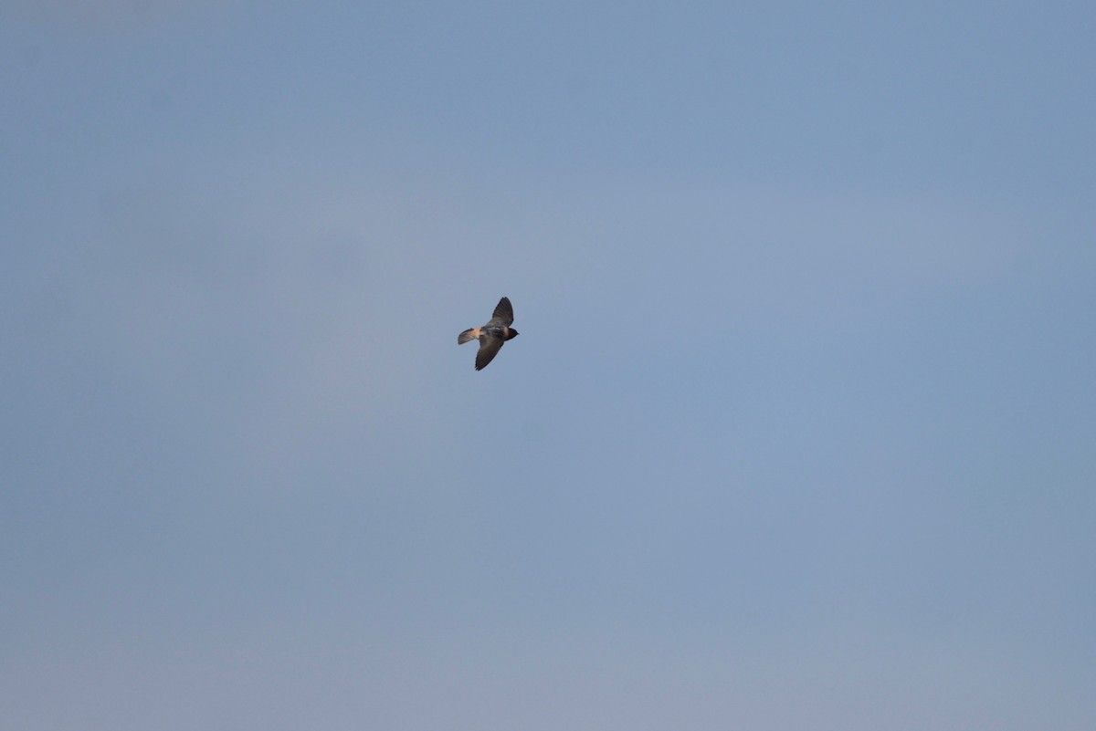 Cliff Swallow - ML573651511