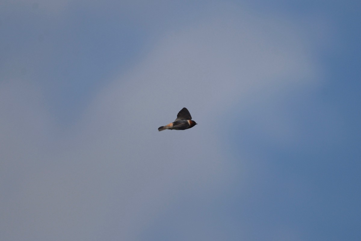 Cliff Swallow - ML573651521