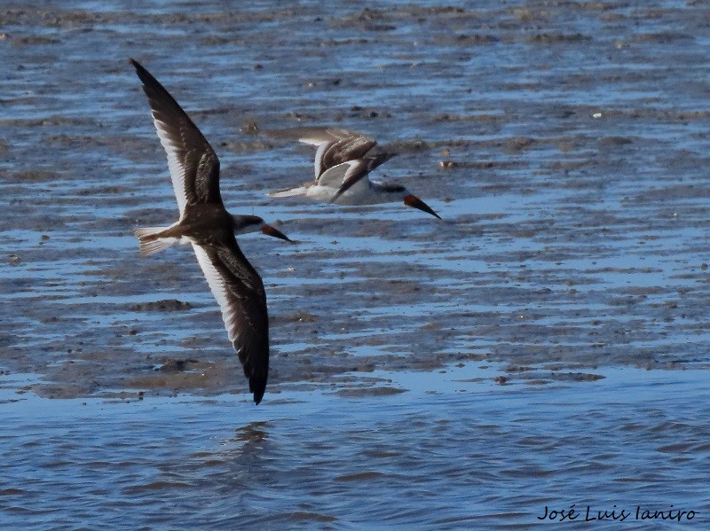 Black Skimmer - ML573652741