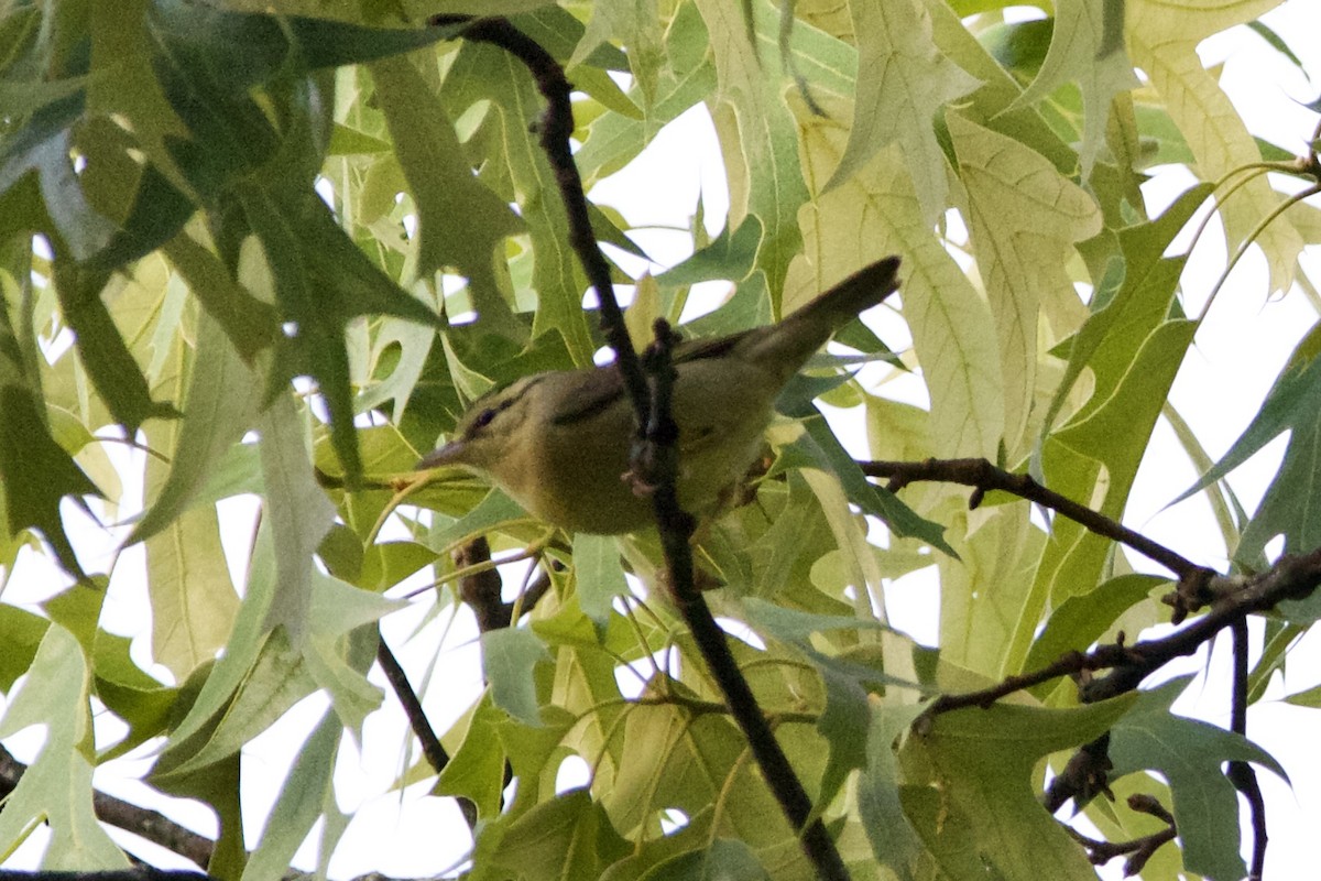 Worm-eating Warbler - ML573653461