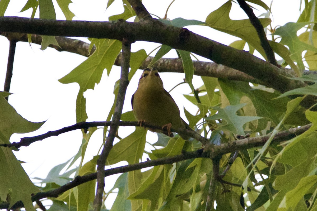 Worm-eating Warbler - ML573653471