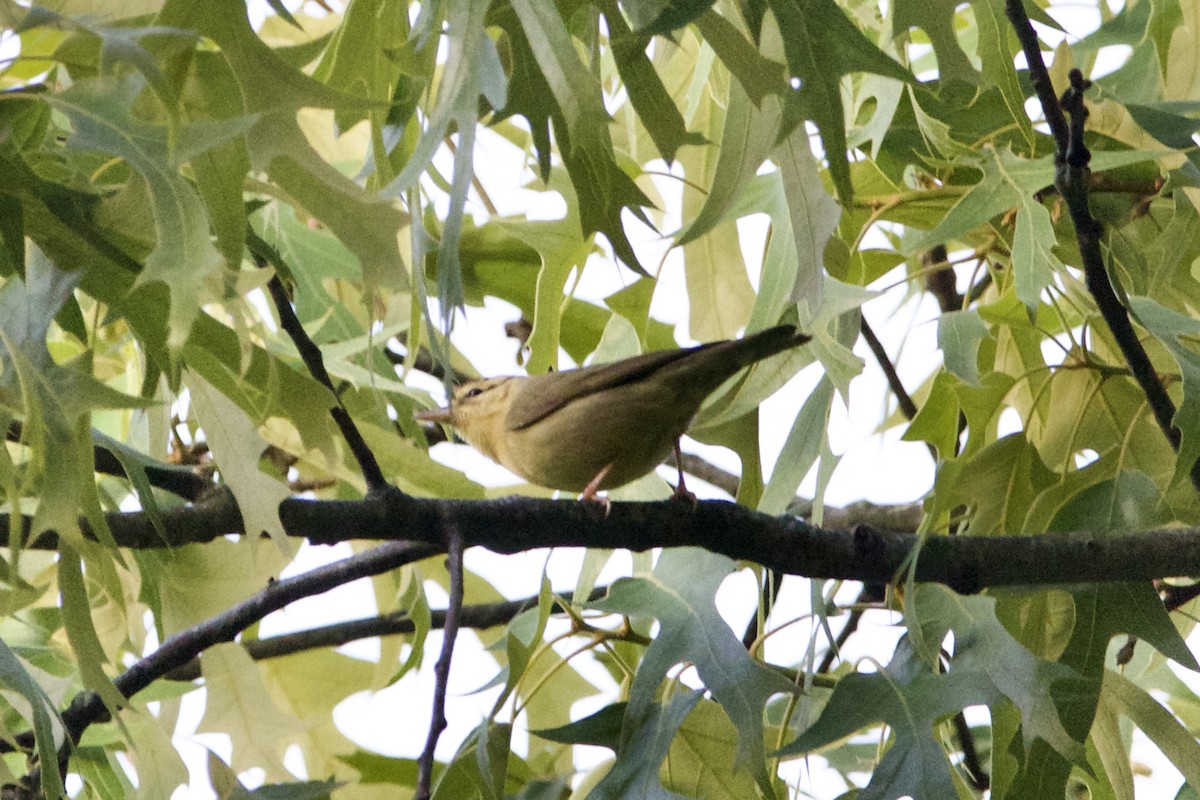 Worm-eating Warbler - ML573653481