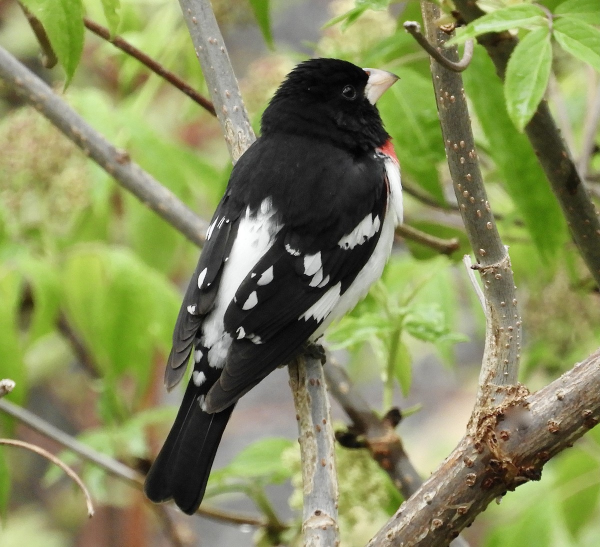 Rose-breasted Grosbeak - ML573653681