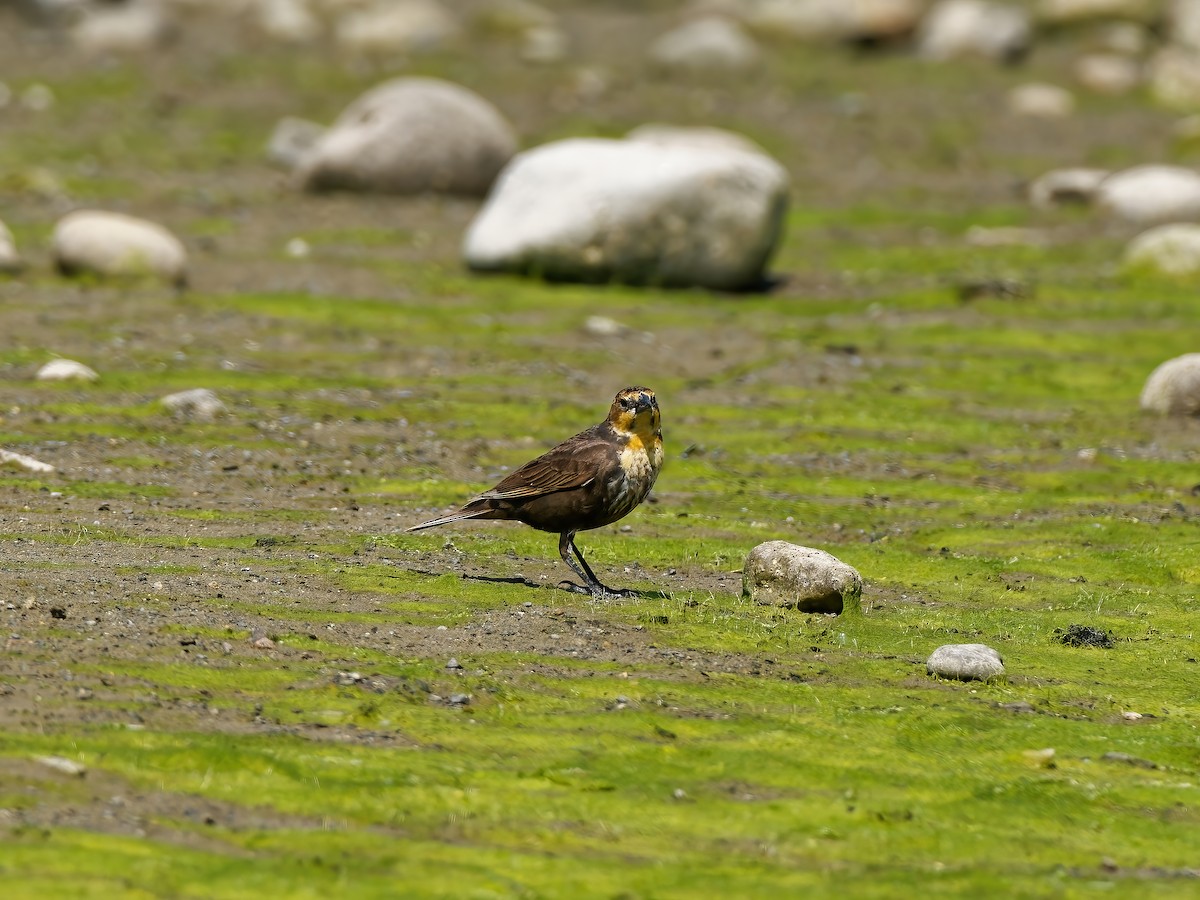 Yellow-headed Blackbird - ML573653821