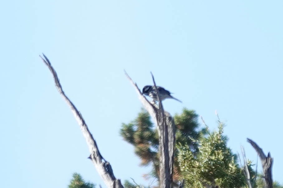 Black-throated Gray Warbler - Kathy Doddridge