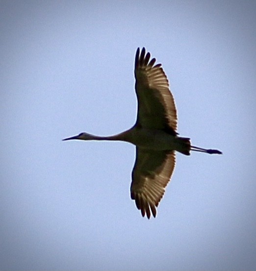 Sandhill Crane - Lenore  Pawlowski