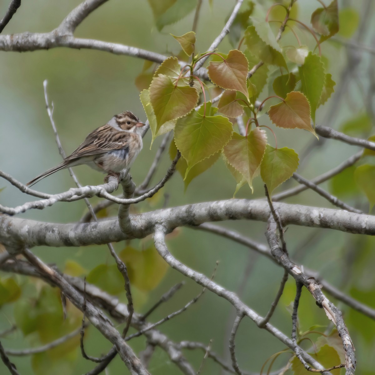 Clay-colored Sparrow - ML573655721