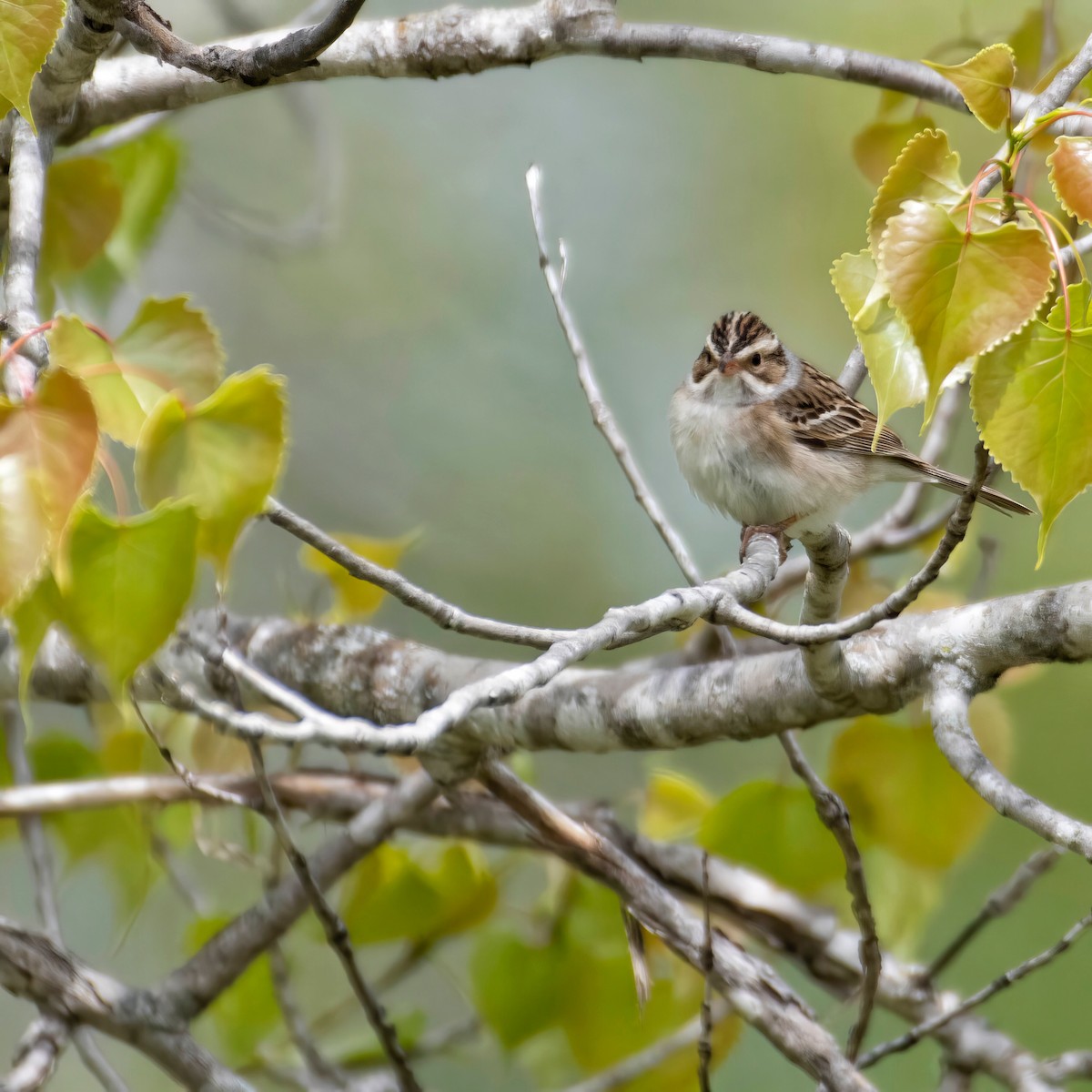 Clay-colored Sparrow - ML573655731