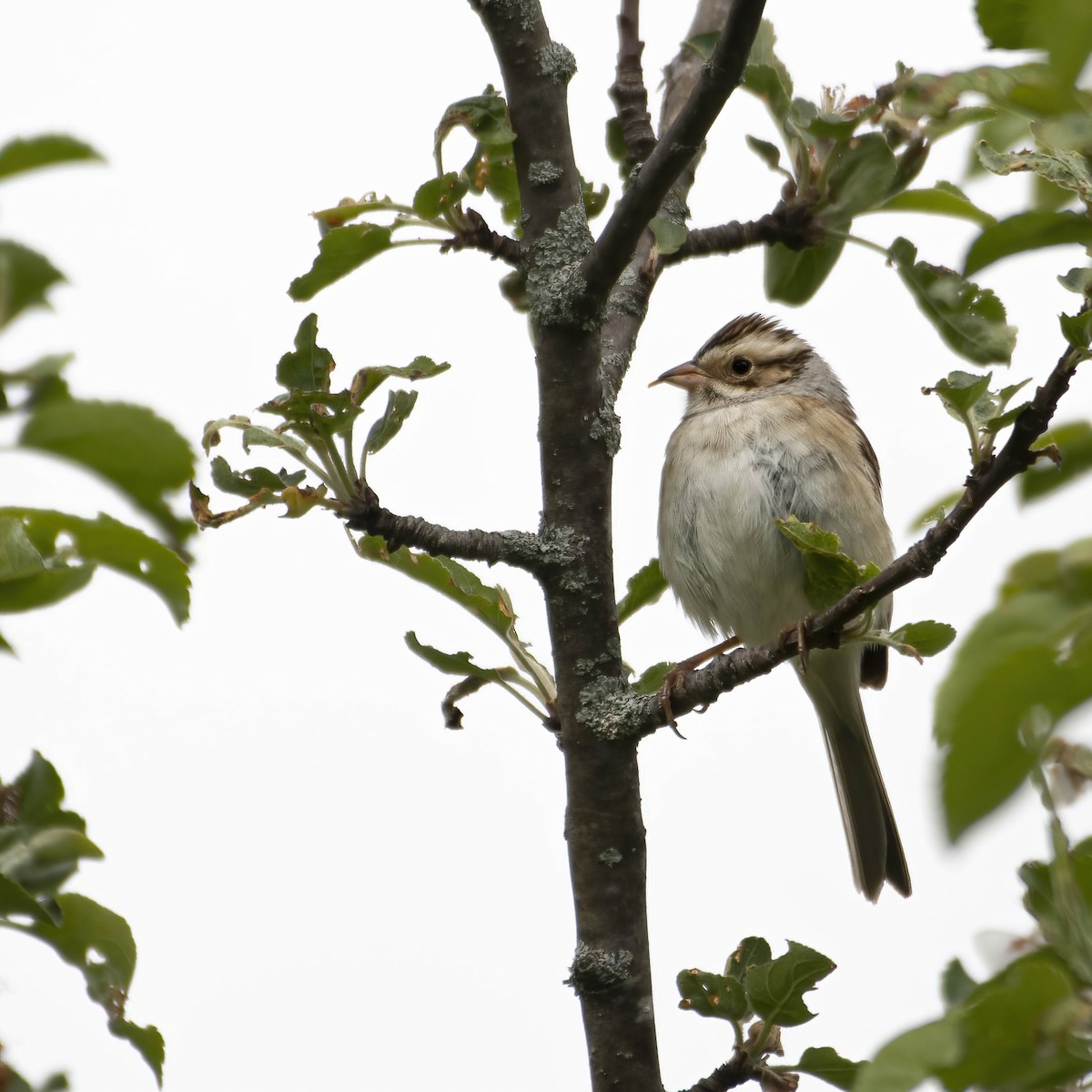 Clay-colored Sparrow - ML573655741