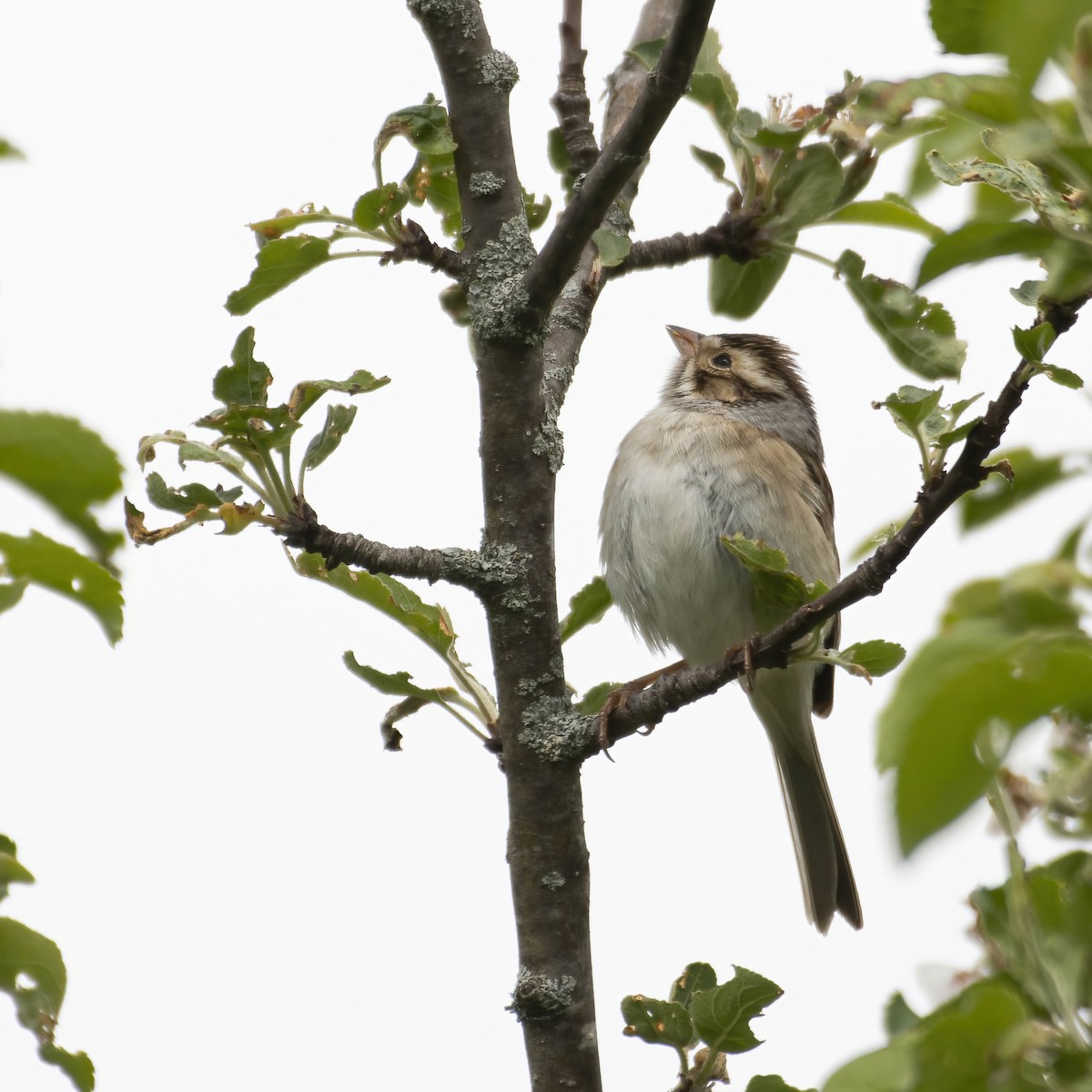 Clay-colored Sparrow - ML573655761