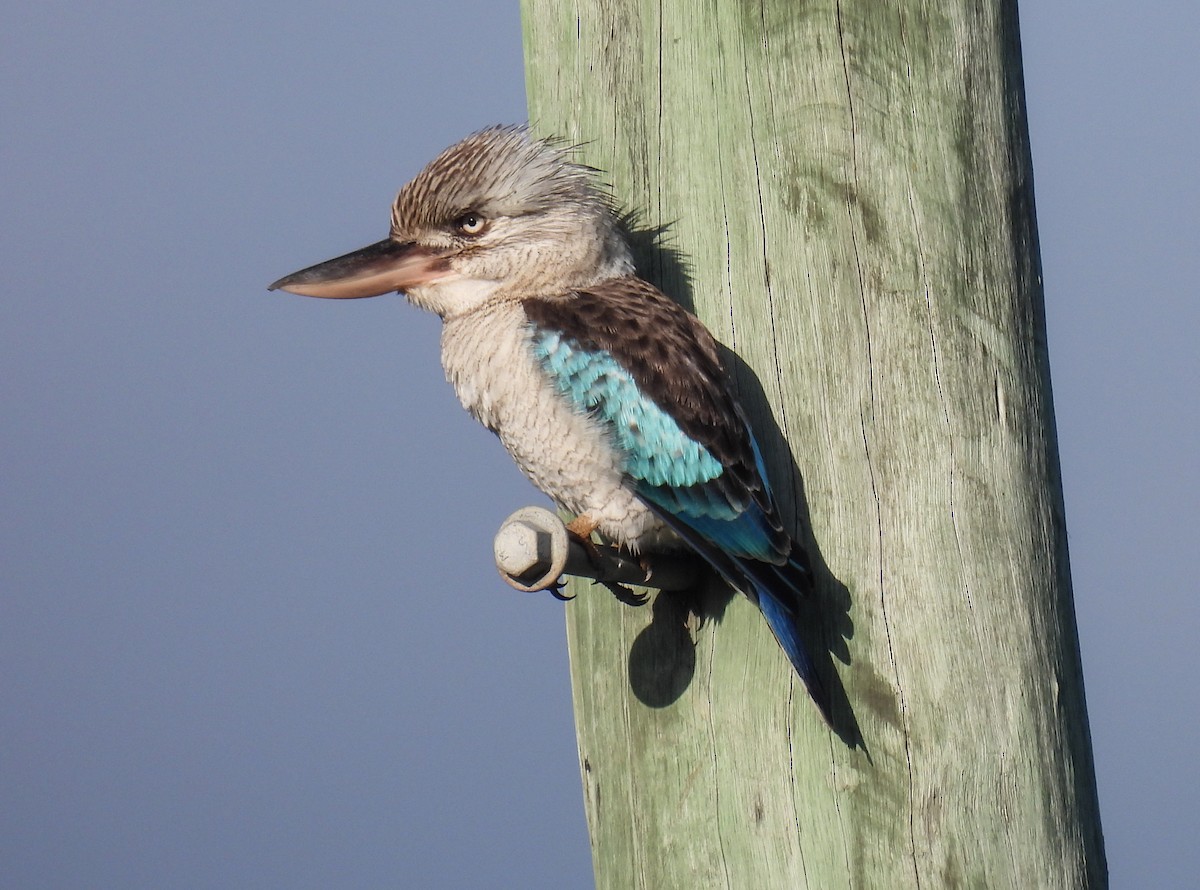 Martin-chasseur à ailes bleues - ML573655911