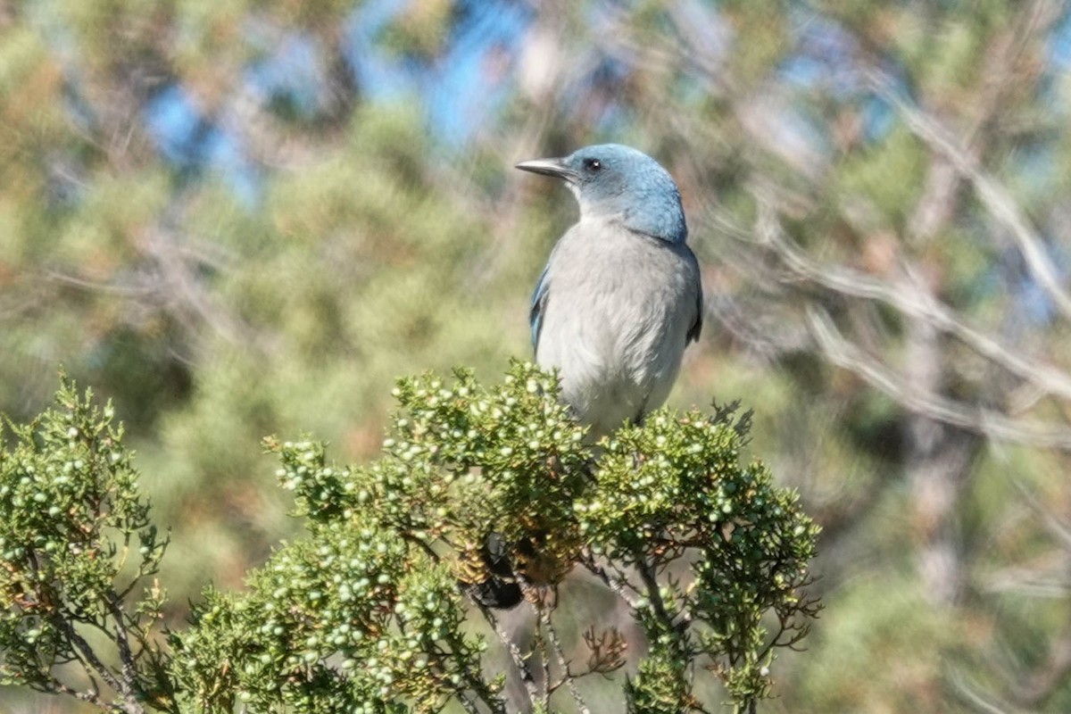 Mexican Jay - Kathy Doddridge