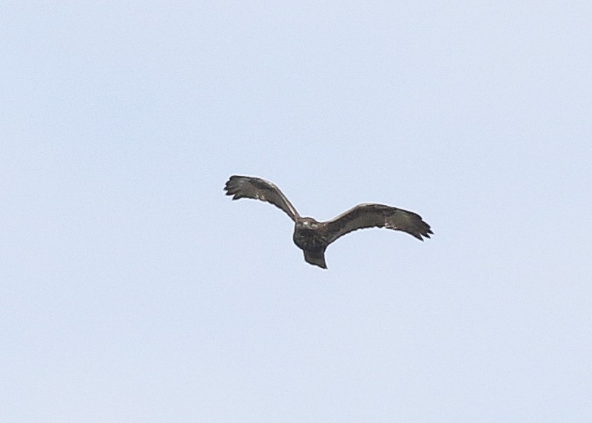 Red-tailed Hawk (calurus/abieticola) - ML573657261