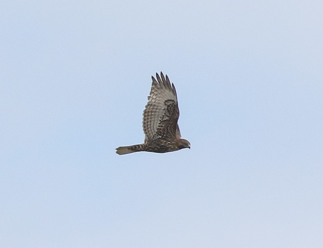 Red-tailed Hawk (calurus/abieticola) - ML573657281