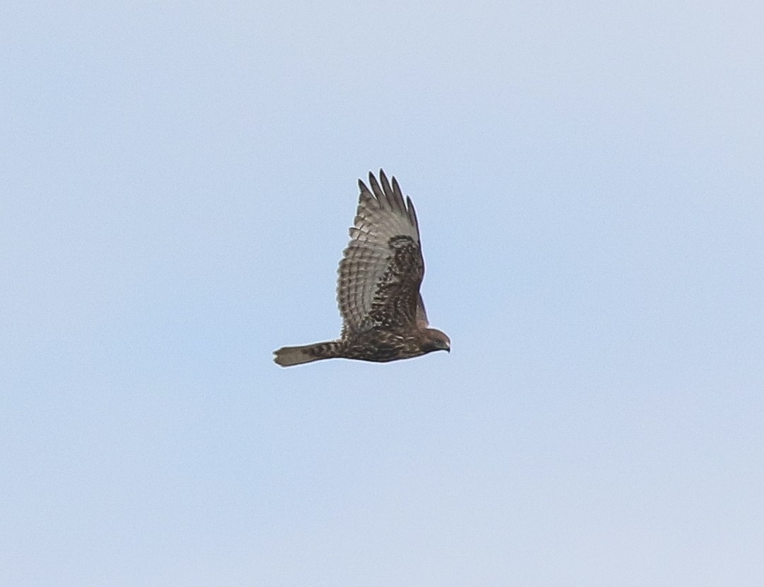 Red-tailed Hawk (calurus/abieticola) - ML573657291