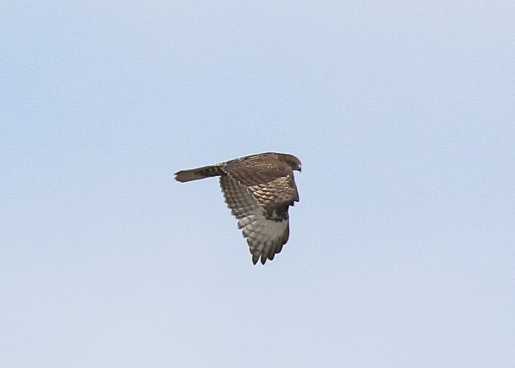 Buse à queue rousse (calurus/abieticola) - ML573657301