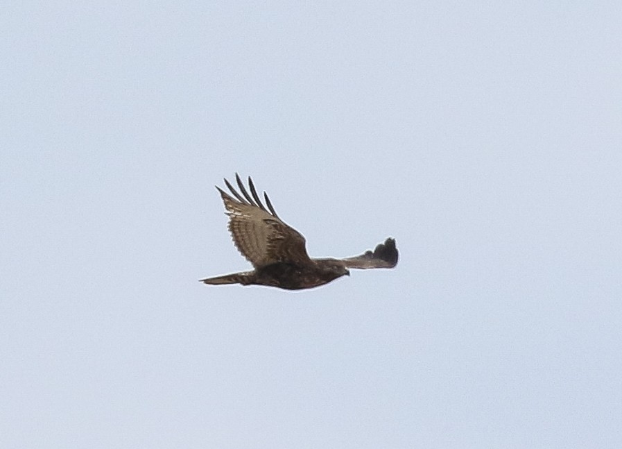 Rotschwanzbussard (calurus/abieticola) - ML573657311