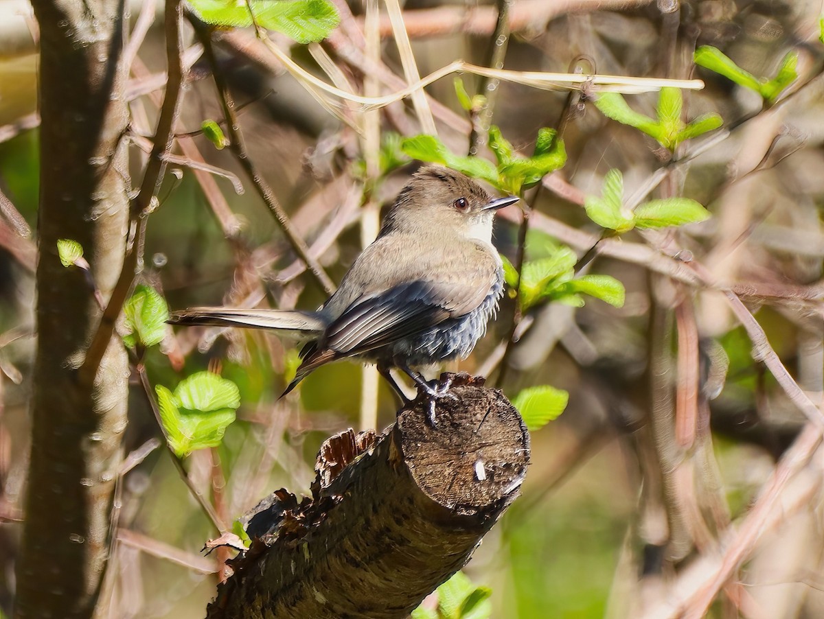 Eastern Phoebe - ML573658181