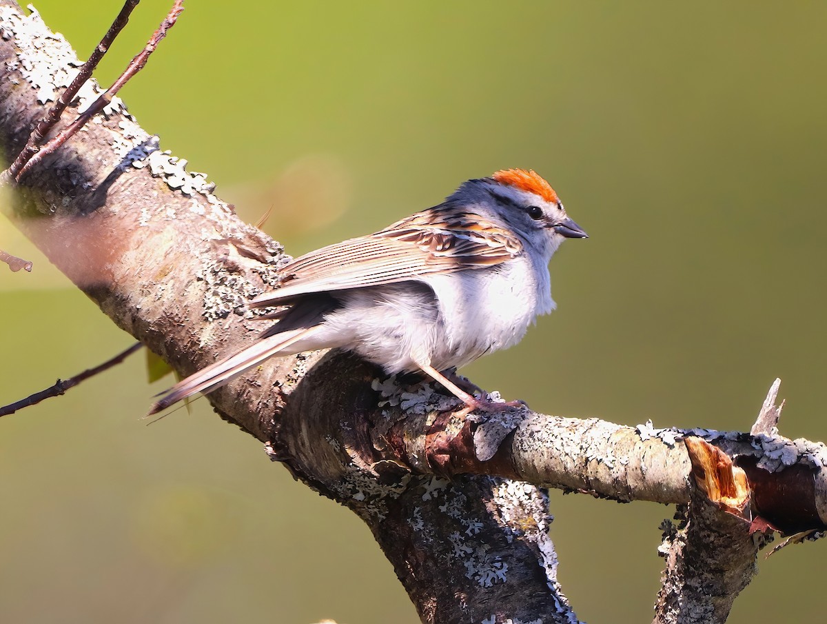 Chipping Sparrow - Eric Patry