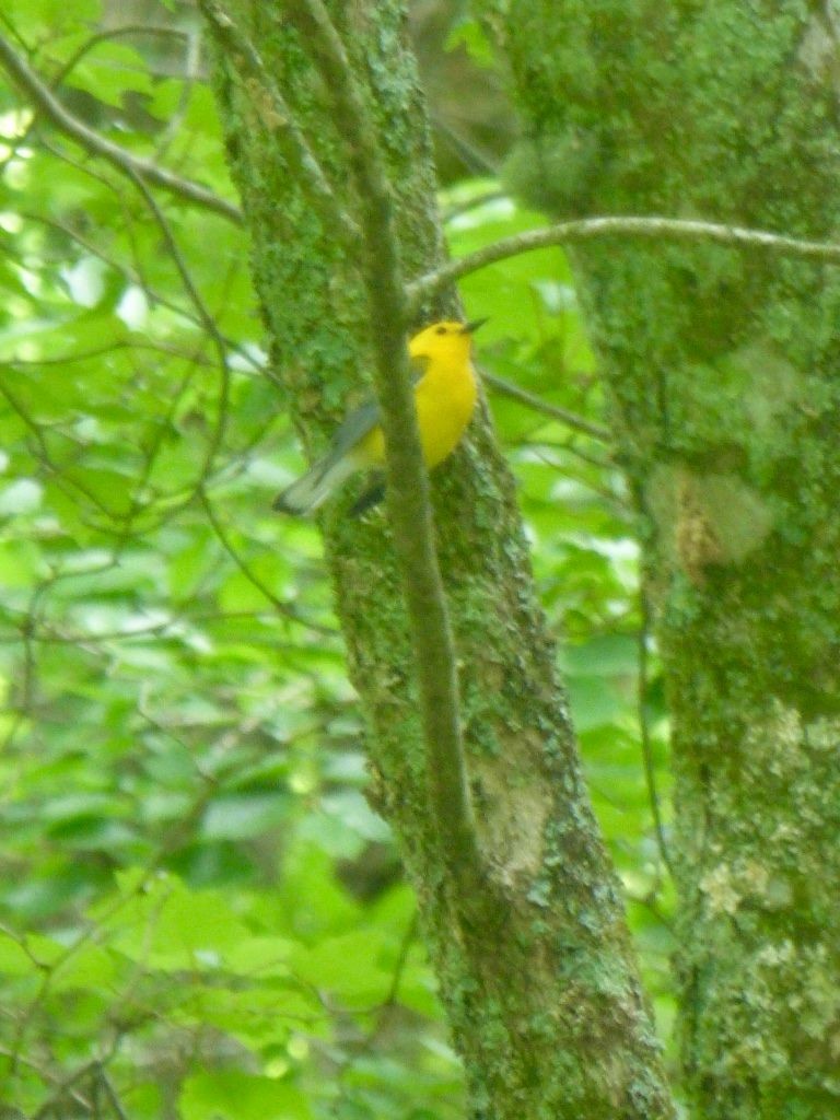 Prothonotary Warbler - ML573658491