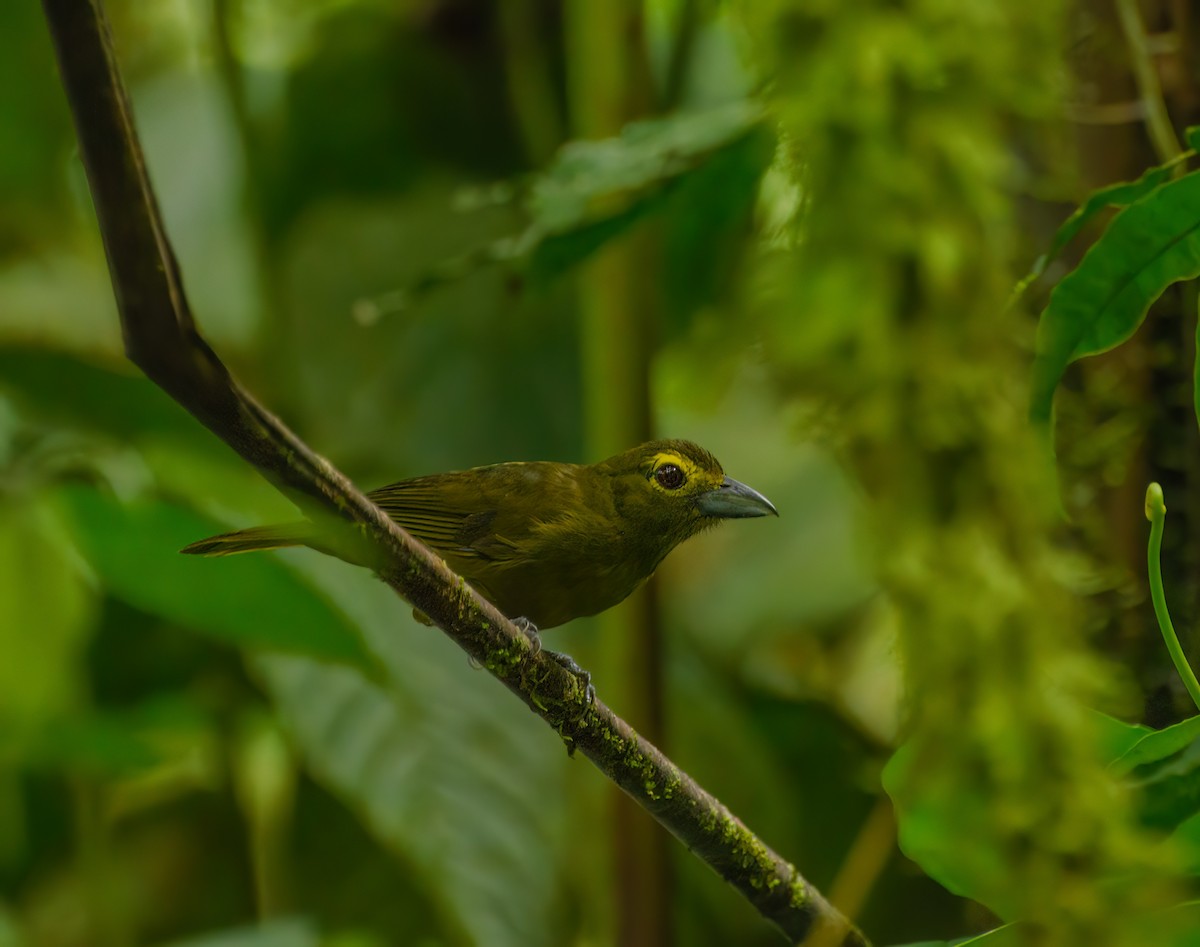 Lemon-spectacled Tanager - ML573659691