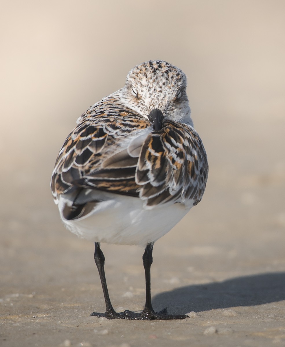 Sanderling - Heather Van Dyk