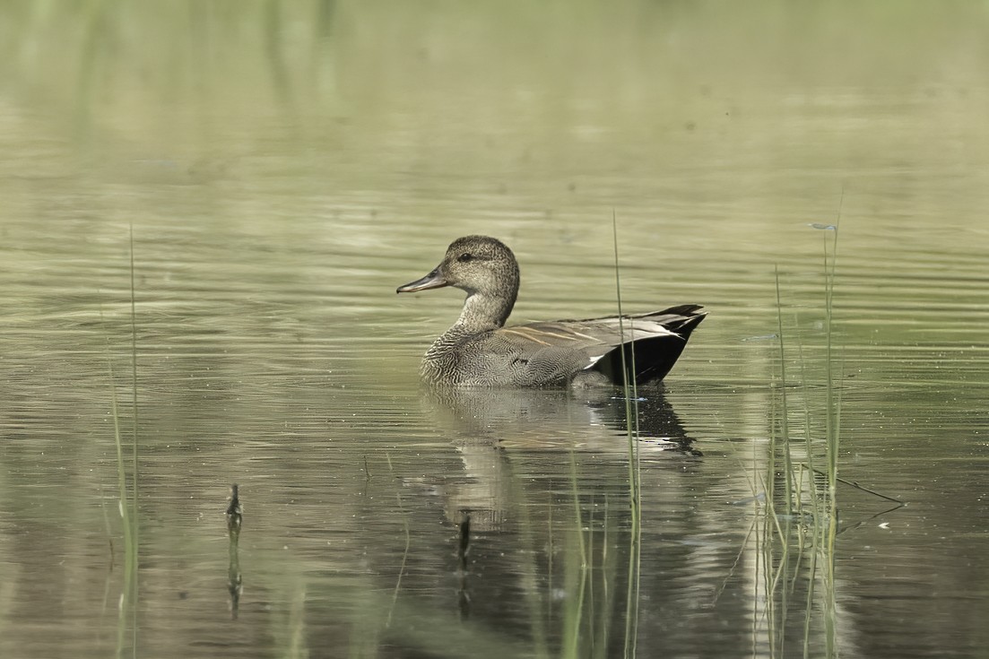 Gadwall - ML573661101