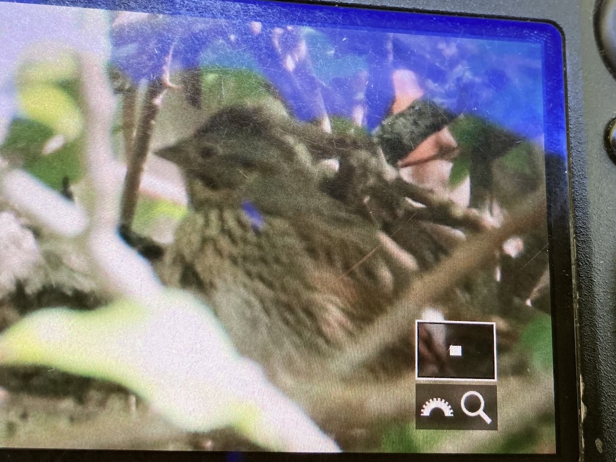 Lincoln's Sparrow - ML573661861