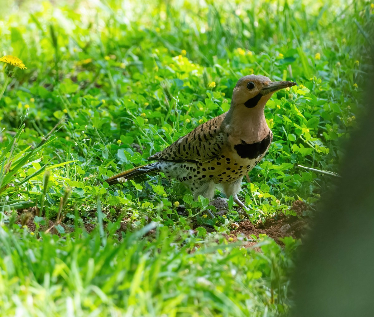 Northern Flicker - ML573662841