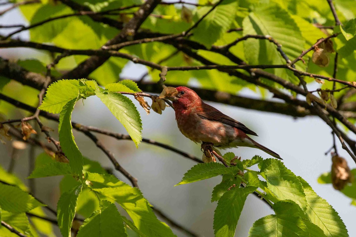 Purple Finch - ML573663461