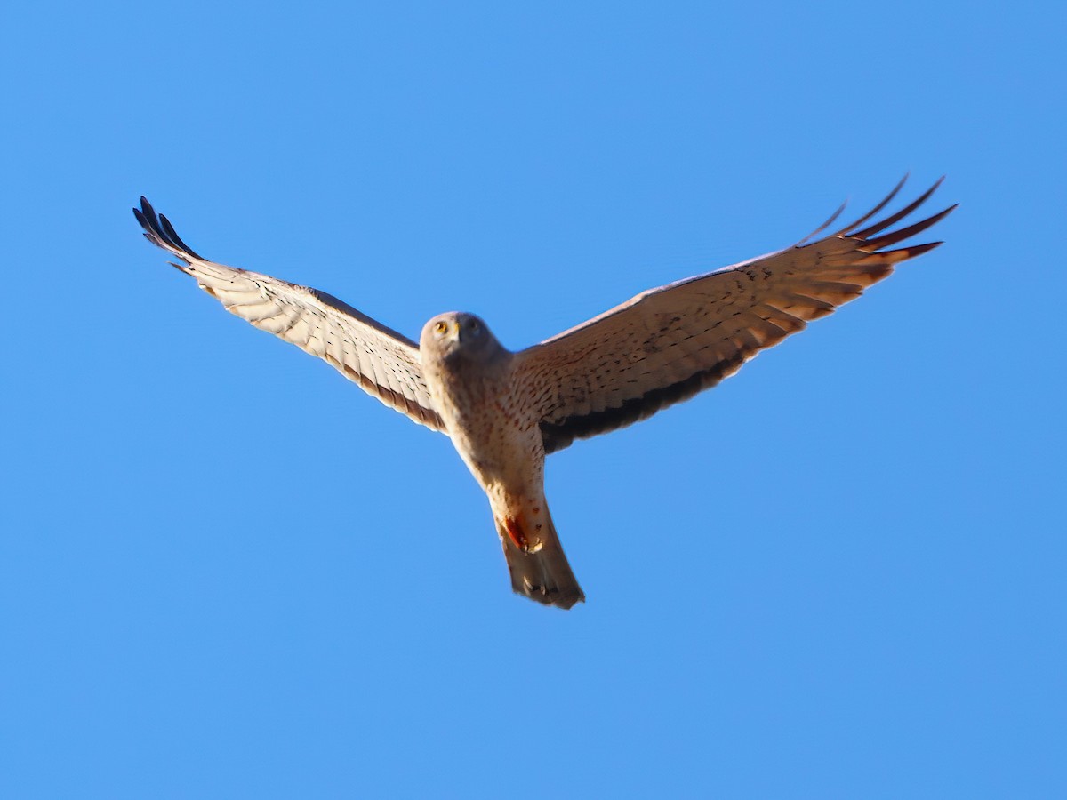 Northern Harrier - Eric Patry