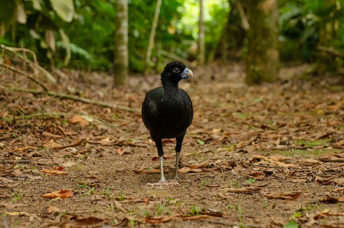 Blue-billed Curassow - ML573663871