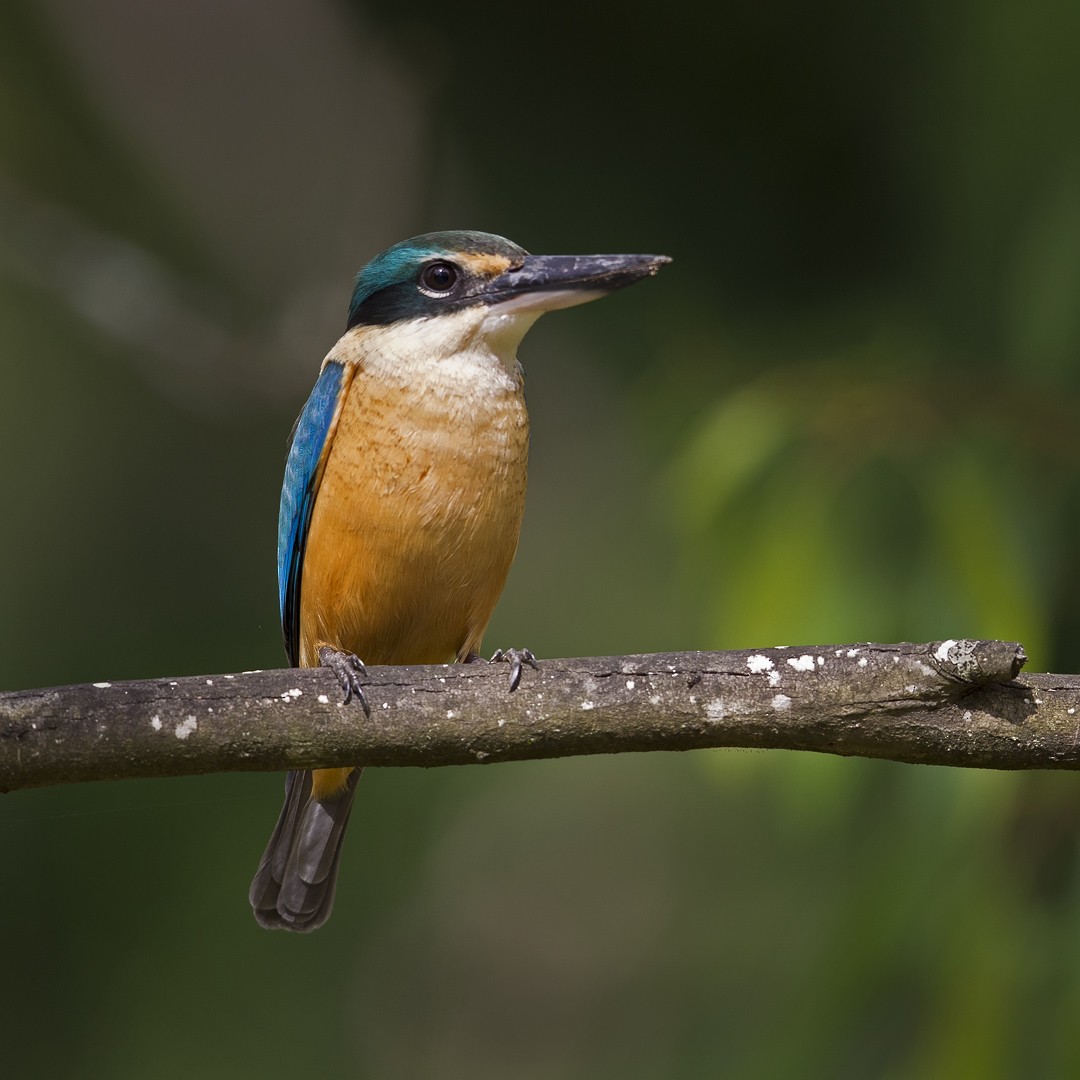 Sacred Kingfisher - Mat Gilfedder