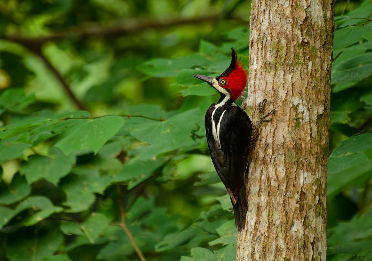 Crimson-crested Woodpecker - ML573664041