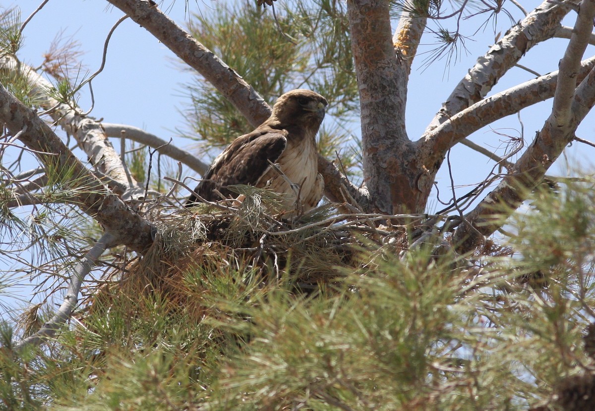 Rotschwanzbussard - ML573665501