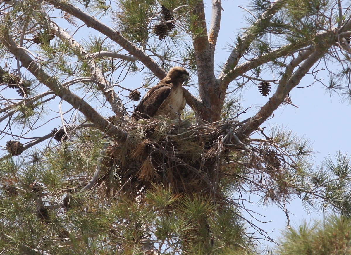 Red-tailed Hawk - ML573665511