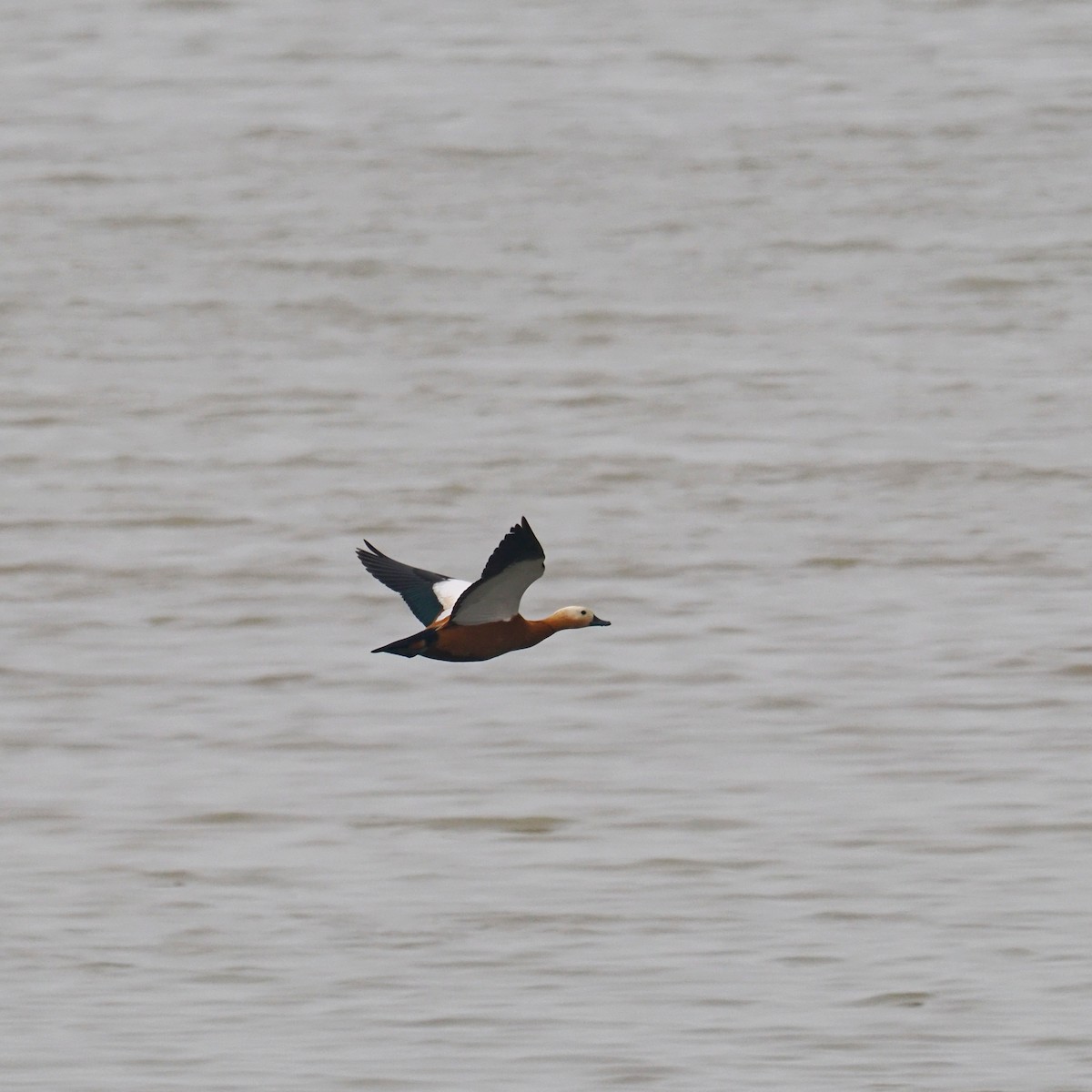 Ruddy Shelduck - ML573665691