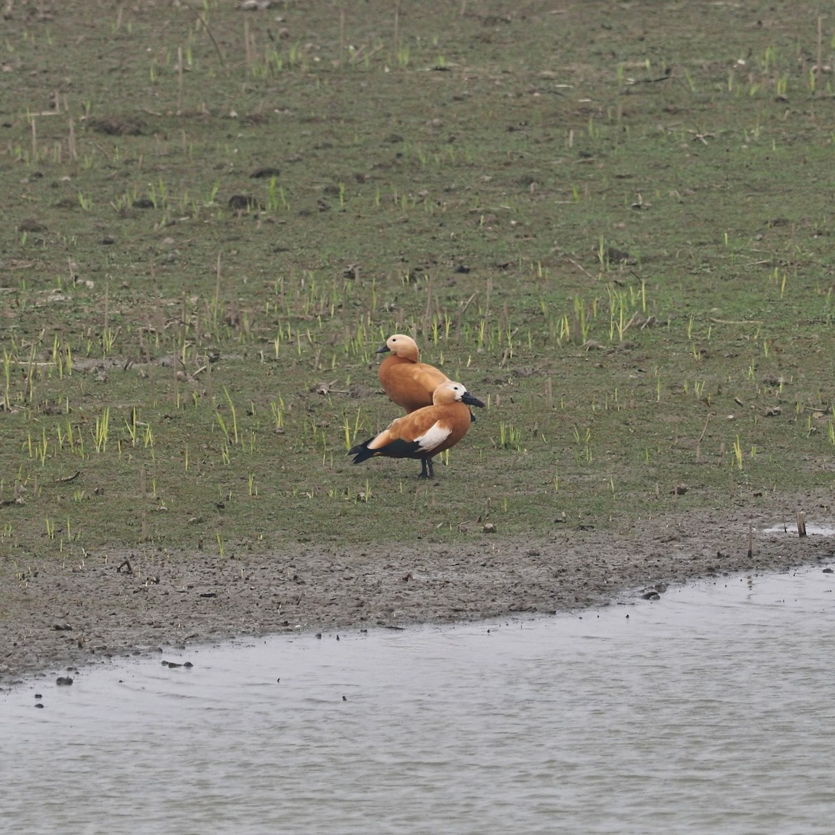 Ruddy Shelduck - ML573665701