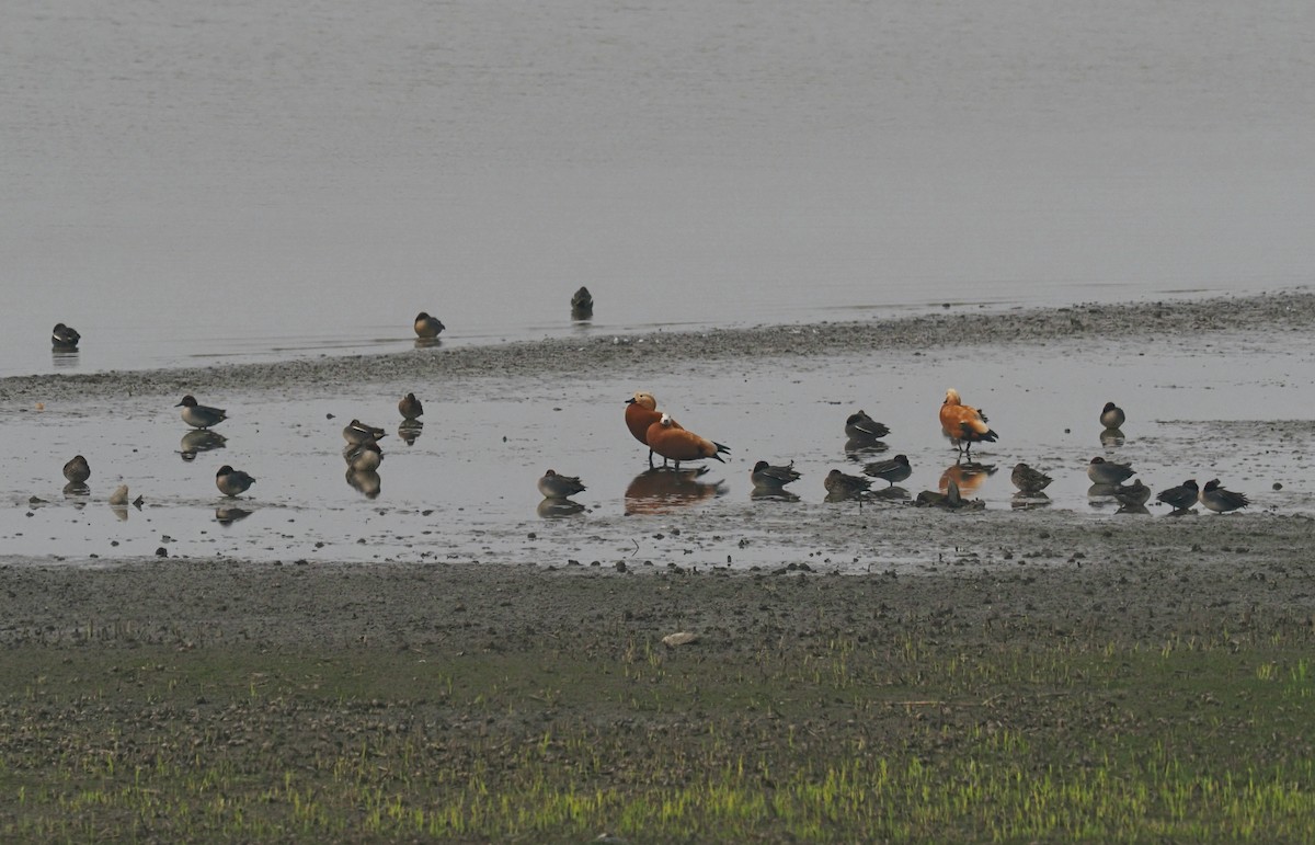 Ruddy Shelduck - ML573665711