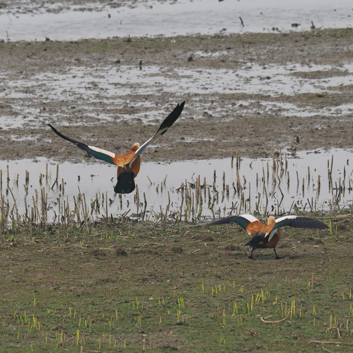 Ruddy Shelduck - ML573665721