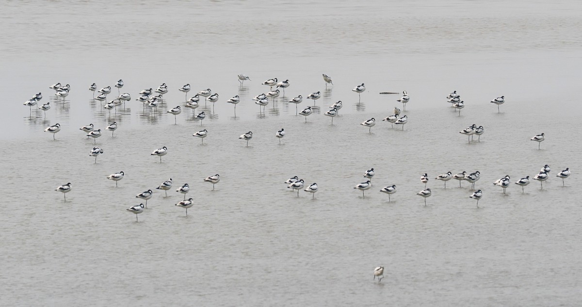 Avocette élégante - ML573665841