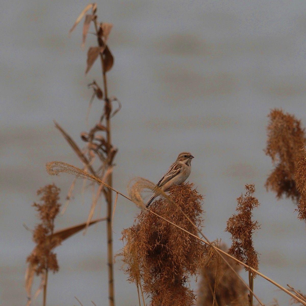 Pallas's Bunting - ML573666011