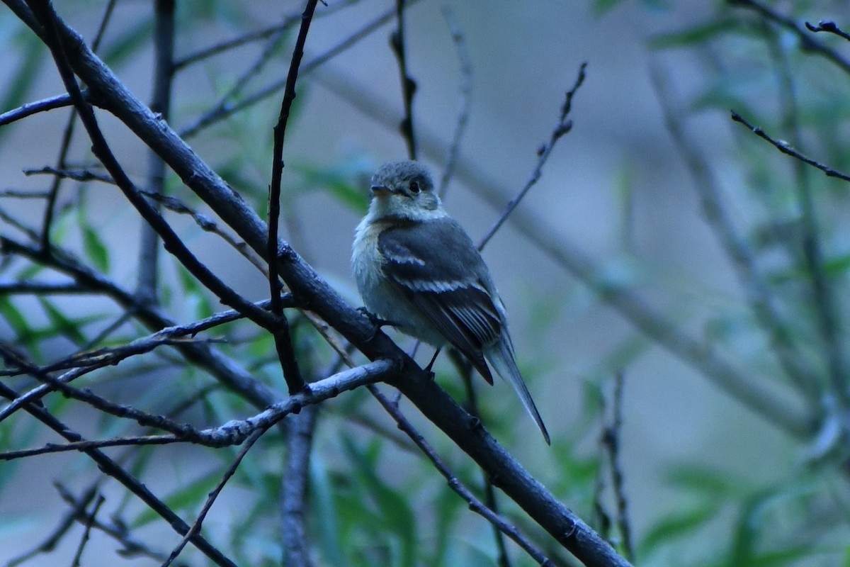 Buff-breasted Flycatcher - ML573666701