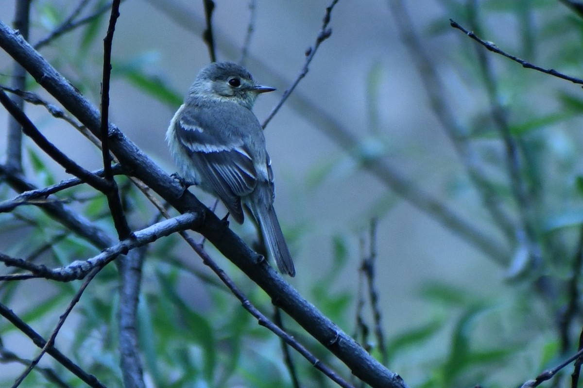 Buff-breasted Flycatcher - ML573666711