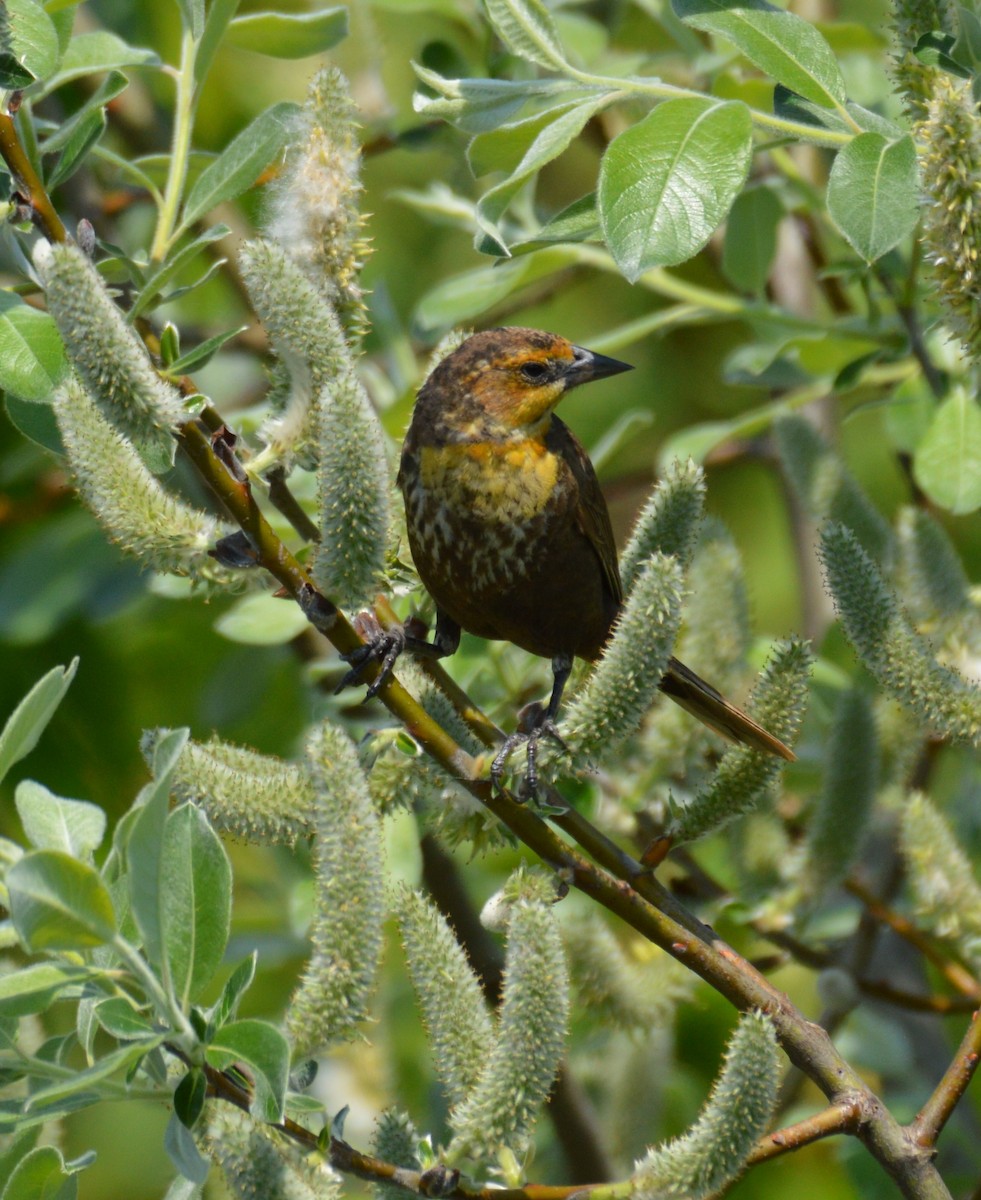 Yellow-headed Blackbird - ML573666811