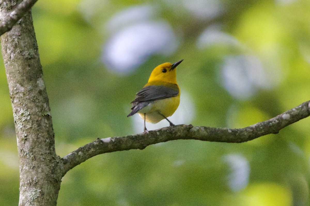 Prothonotary Warbler - Dimitris Salas