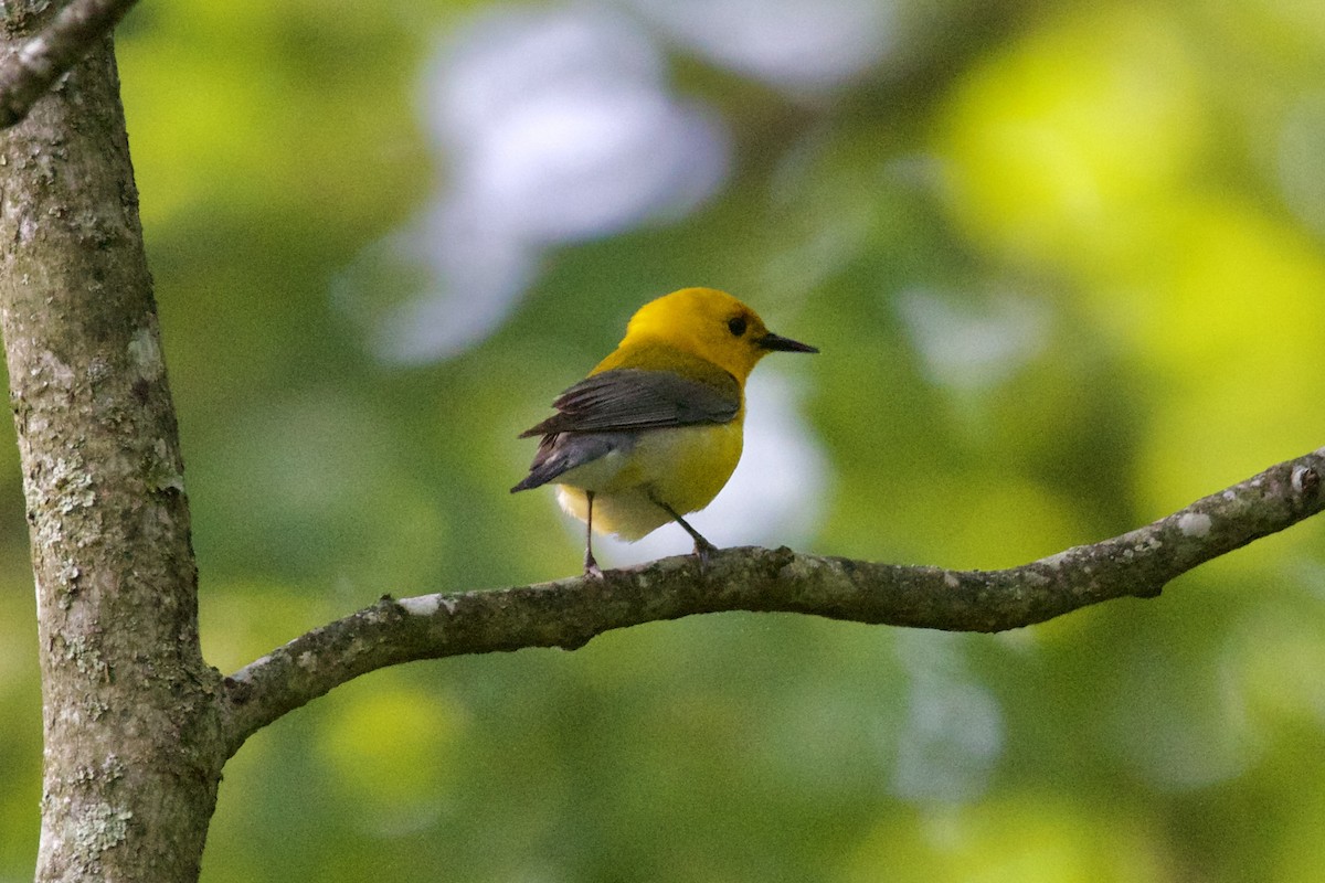 Prothonotary Warbler - Dimitris Salas