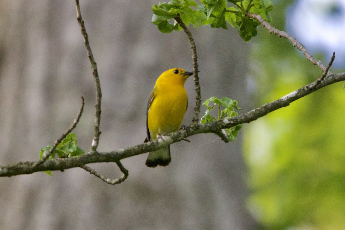 Prothonotary Warbler - Dimitris Salas