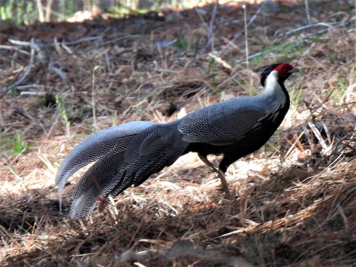 Silver Pheasant - ML573667331